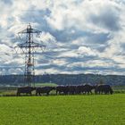 Büffelherde mit Elektrizität über sich ...