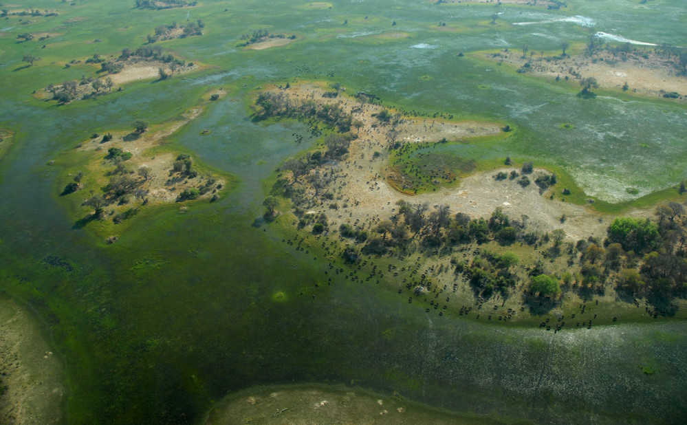 Büffelherde Okavango-Delta - Botswana