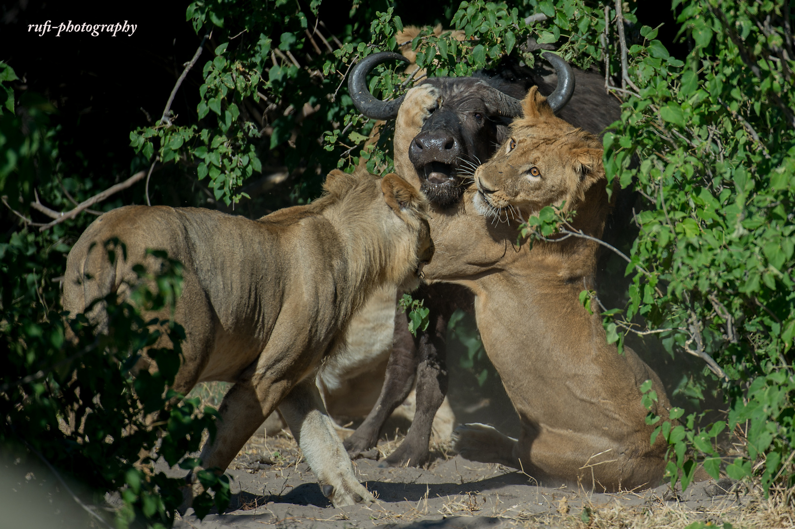 Büffeljagd, Botswana