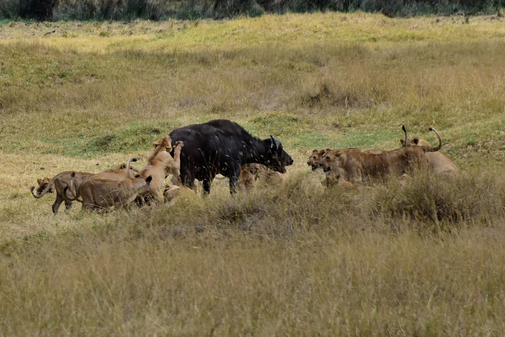 Büffeljagd in der Serengeti