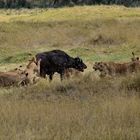 Büffeljagd in der Serengeti