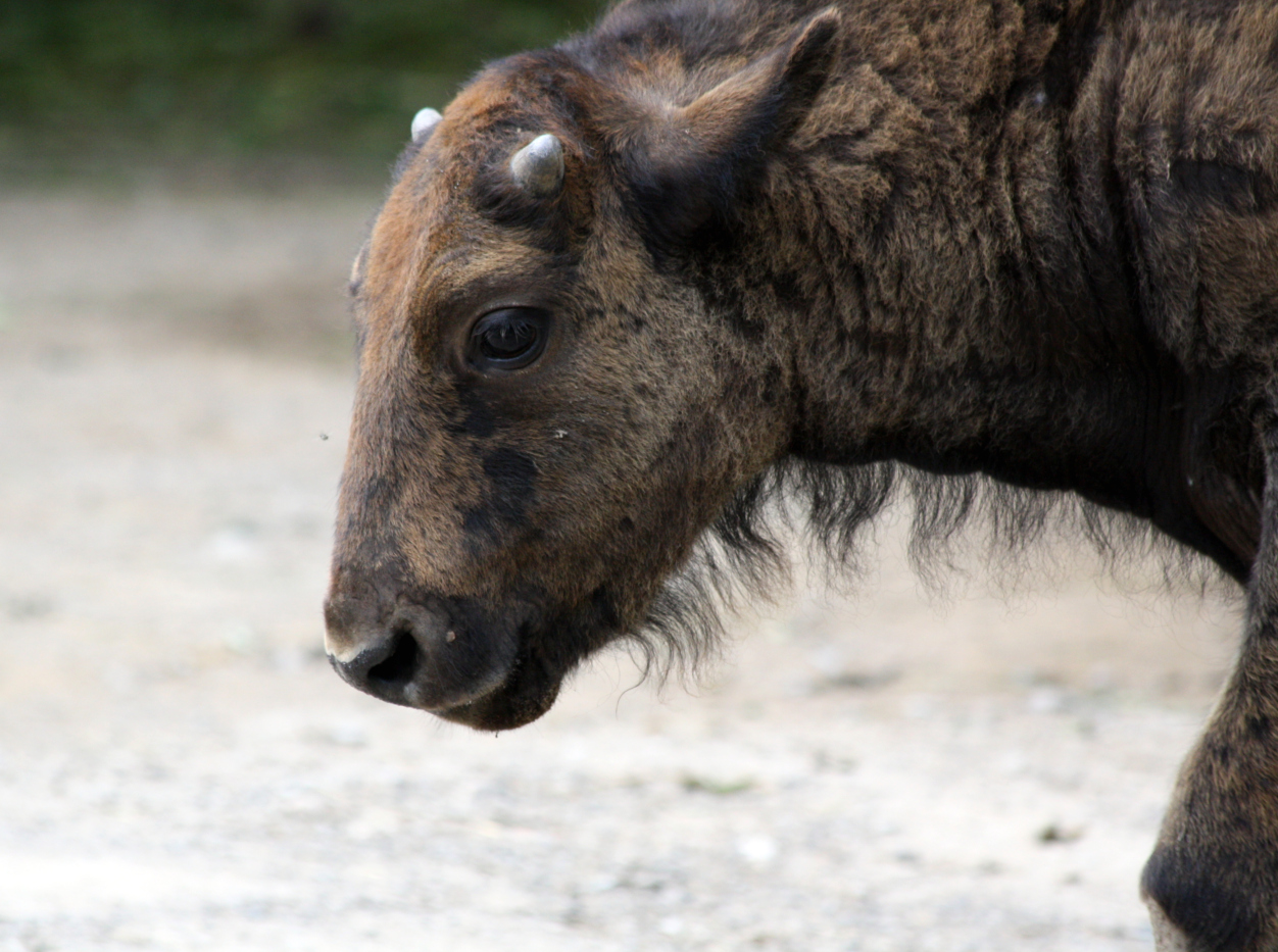 Büffelkälbchen