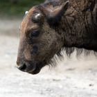 Büffelkälbchen