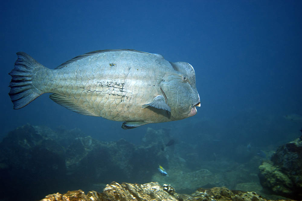 Büffelkopf Papageienfisch