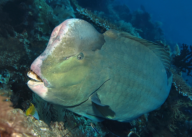 Büffelkopf-Papageifisch