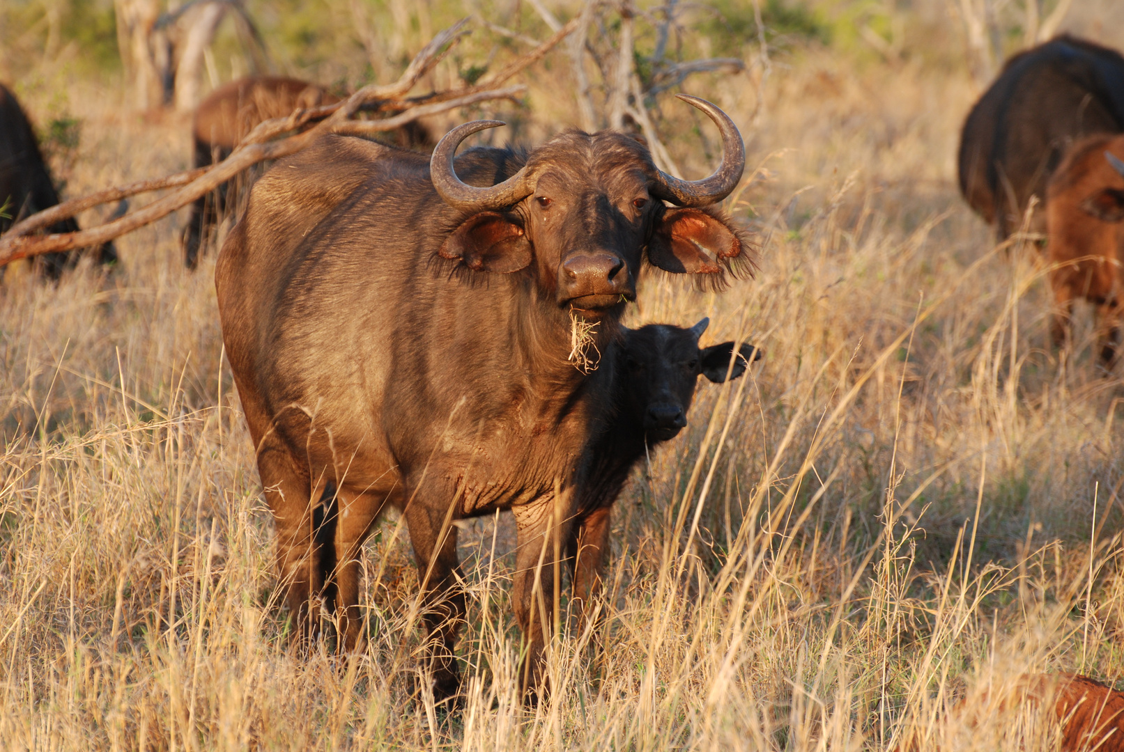 Büffelkuh mit Kalb@ Mkhaya National Park