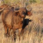 Büffelkuh mit Kalb@ Mkhaya National Park