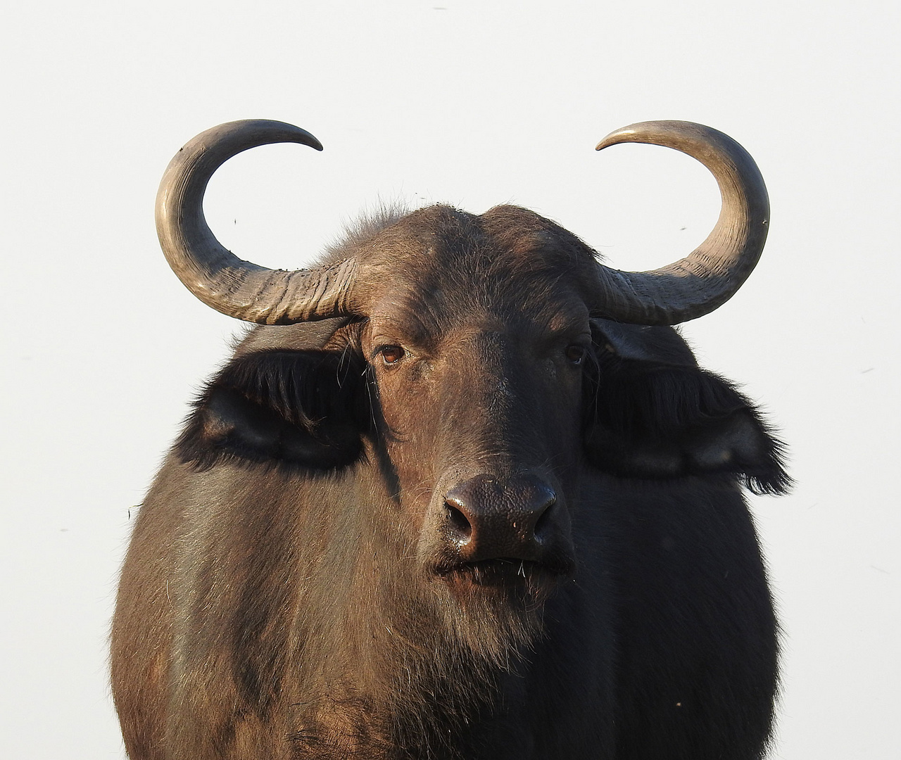 Büffelkuhportrait. 