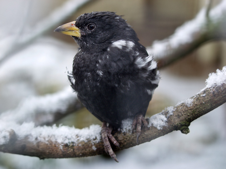 Büffelweber im Schnee