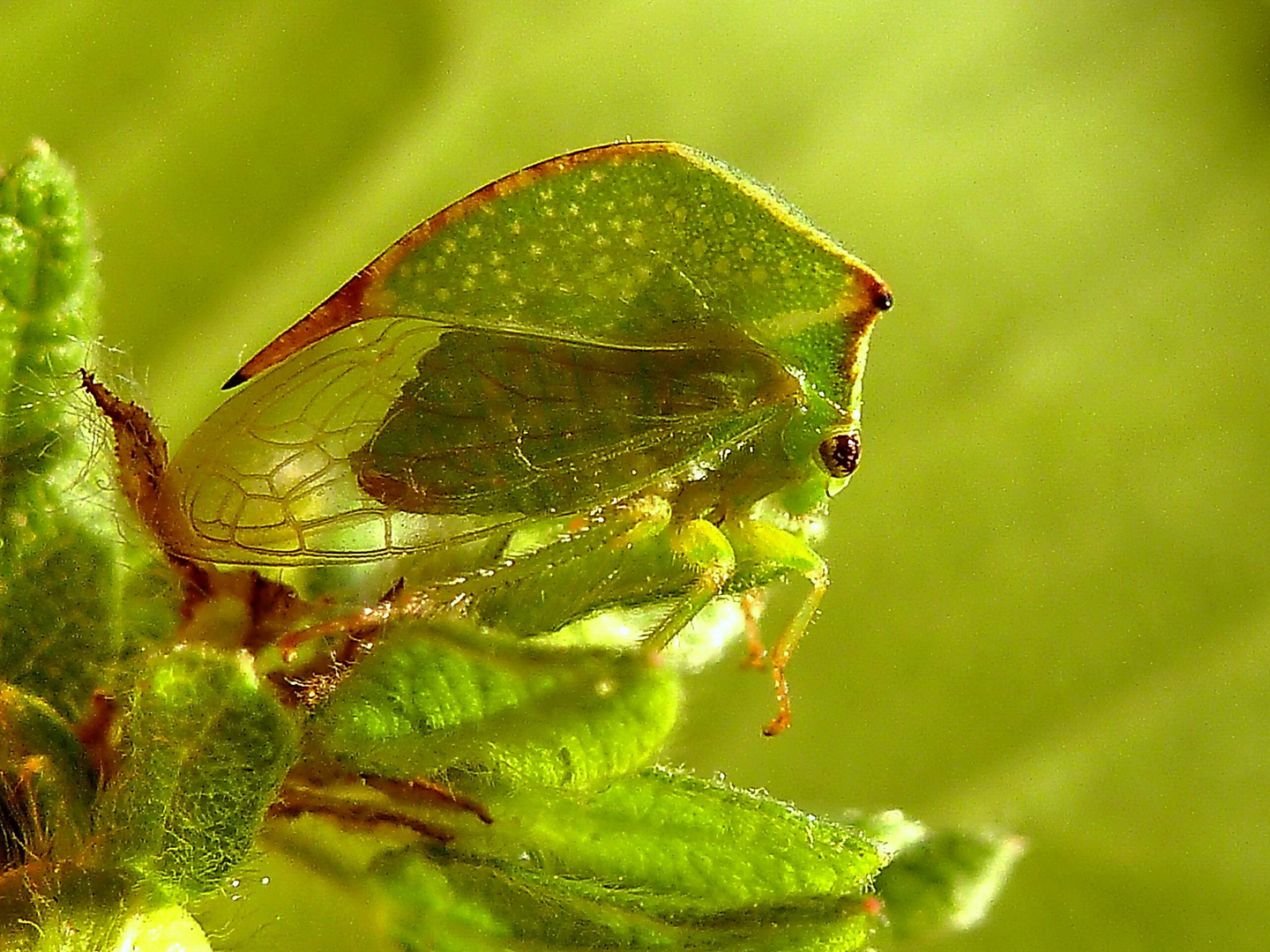 Büffelzikade im August