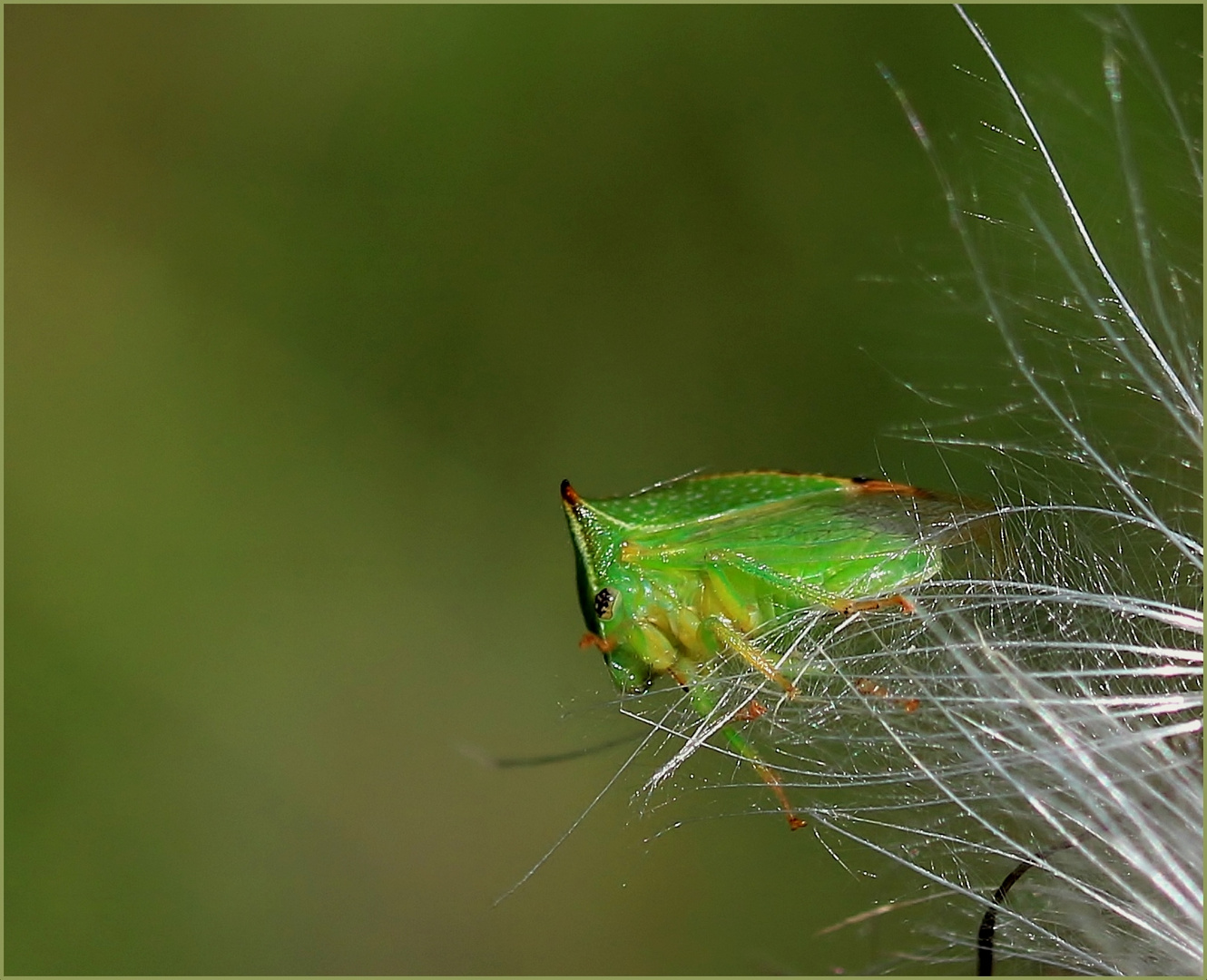 Büffelzikade (Stictocephala bisonia).