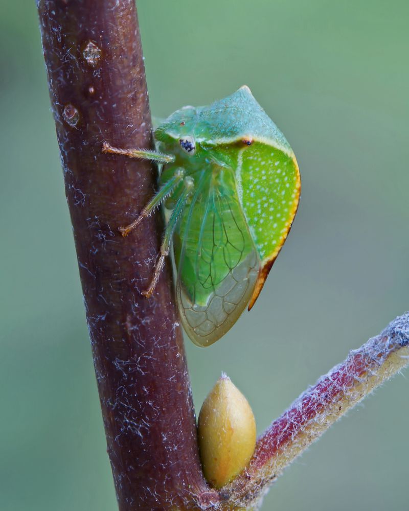 Büffelzikade (Stictocephala bisonia)	