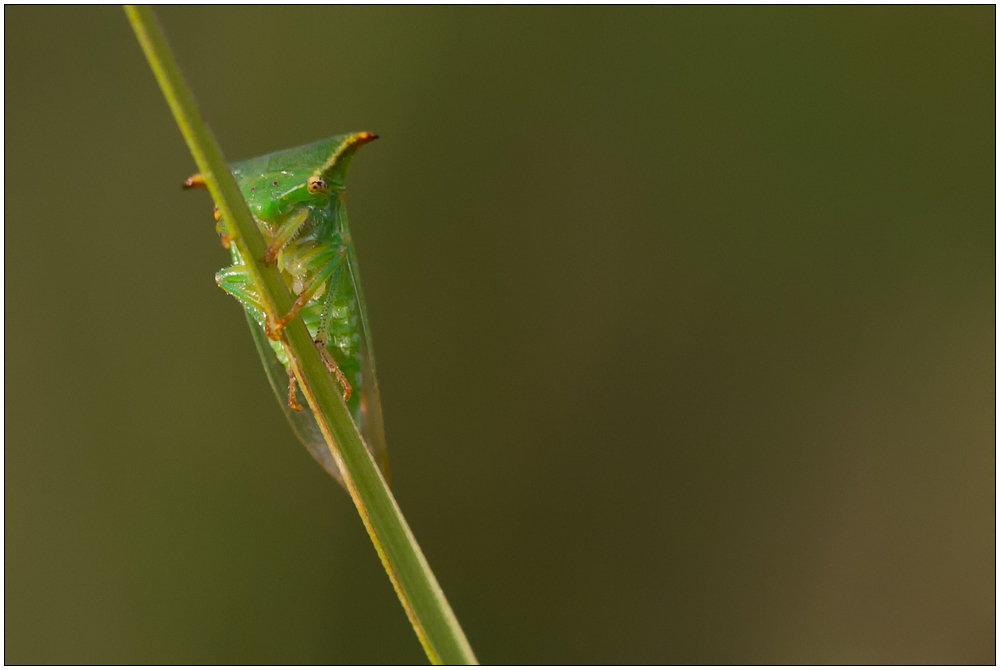 Büffelzikade ( Stictocephala bisonia)