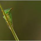 Büffelzikade ( Stictocephala bisonia)