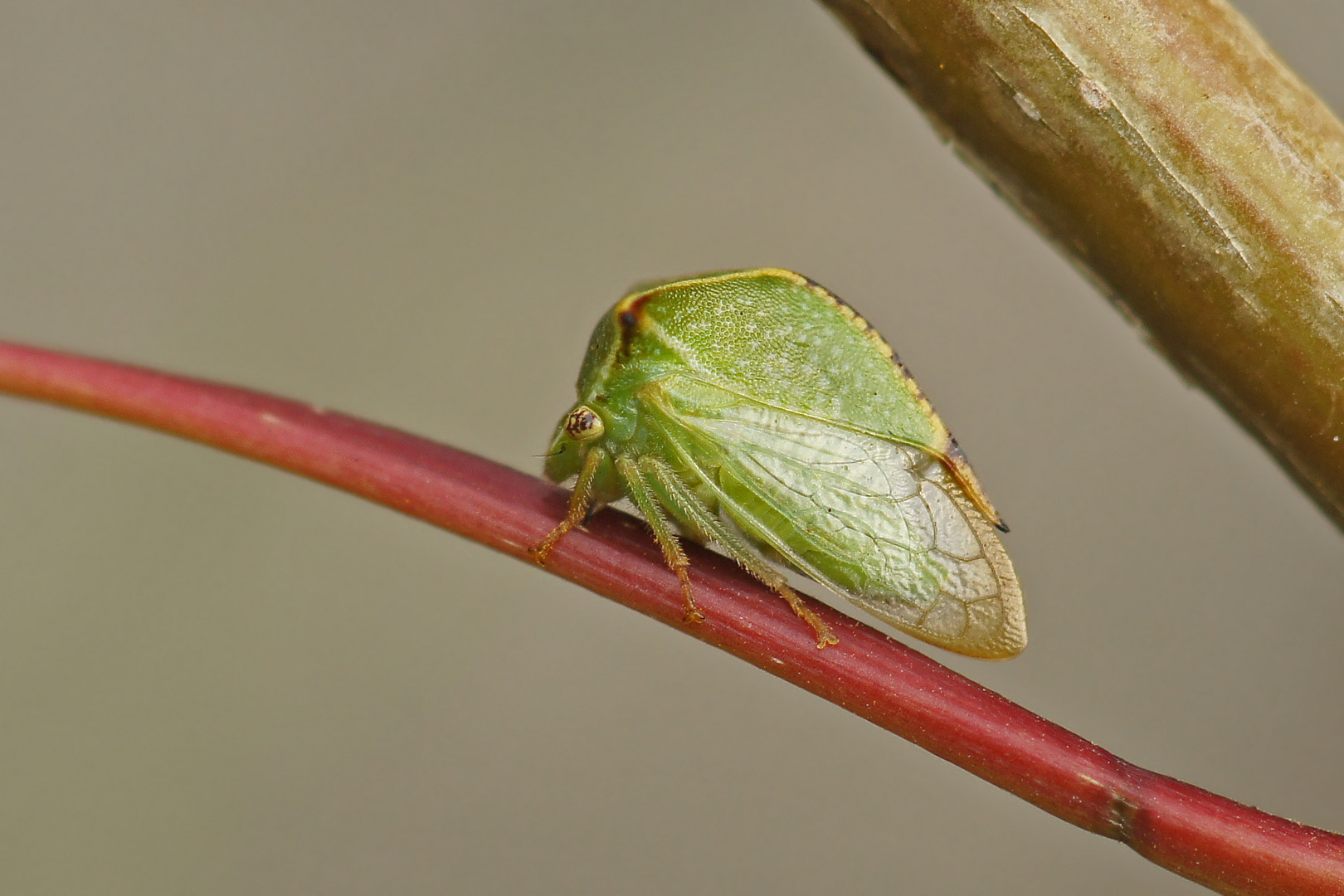 Büffelzikade (Stictocephala bisonia)