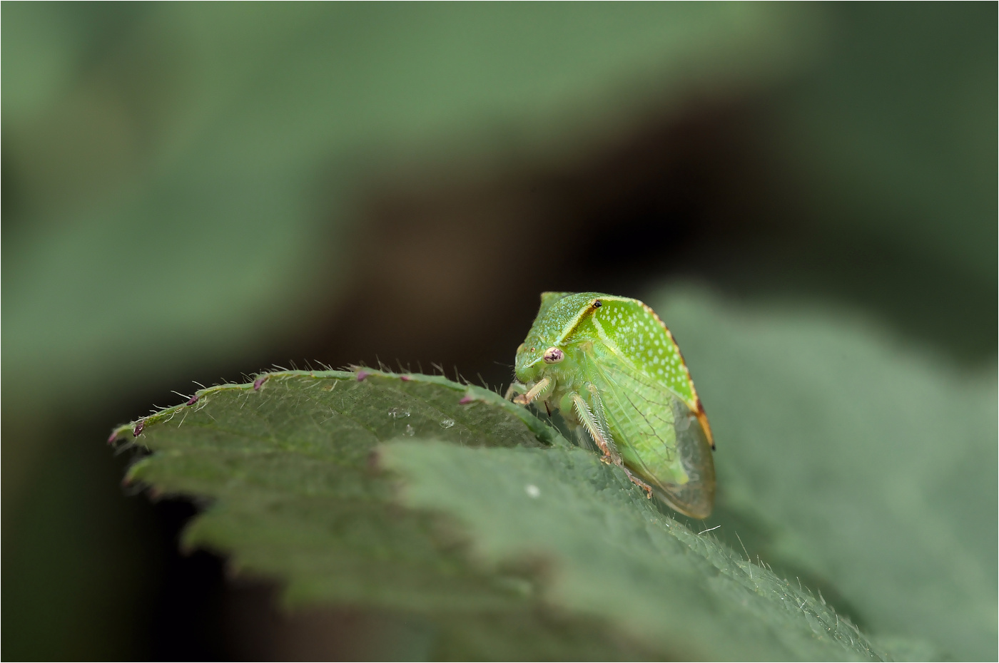 Büffelzikade (Stictocephala bisonia)