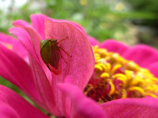 Büffelzikade (Stictocephala bisonia)