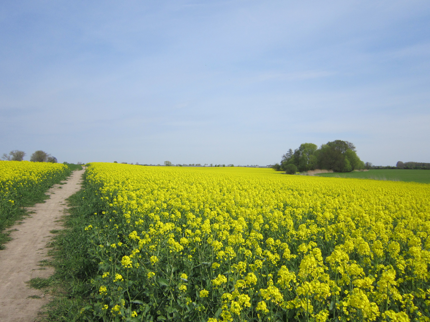 Bühende Rapsfelder im Frühling 2019