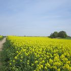 Bühende Rapsfelder im Frühling 2019