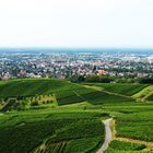 Bühler Weinberge