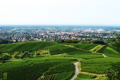 Bühler Weinberge