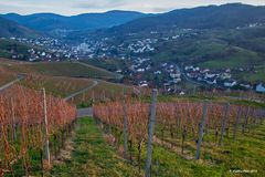 Bühlertal mit Rebstöcken