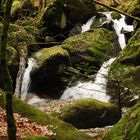 Bühlertal/Schwarzwald II