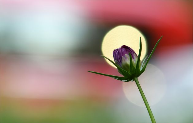 *Bühne frei für das Blümchen*