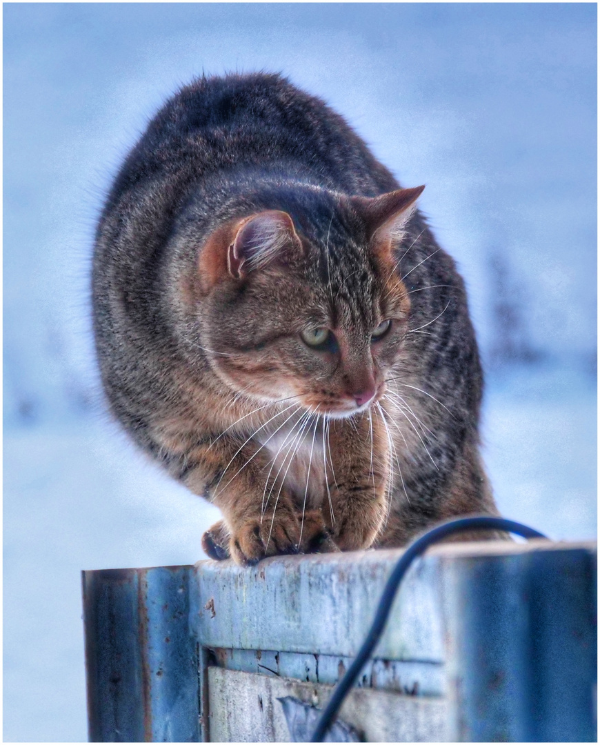 Bühne frei für Katze (II)