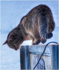 Bühne frei für Katze (III)