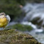 Bühne Natur V