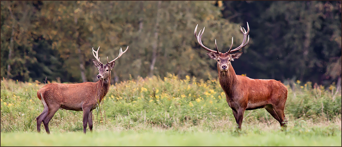 Bühne Natur VI