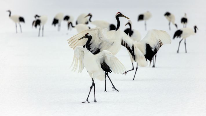 Bühnenbild mit Kranichen