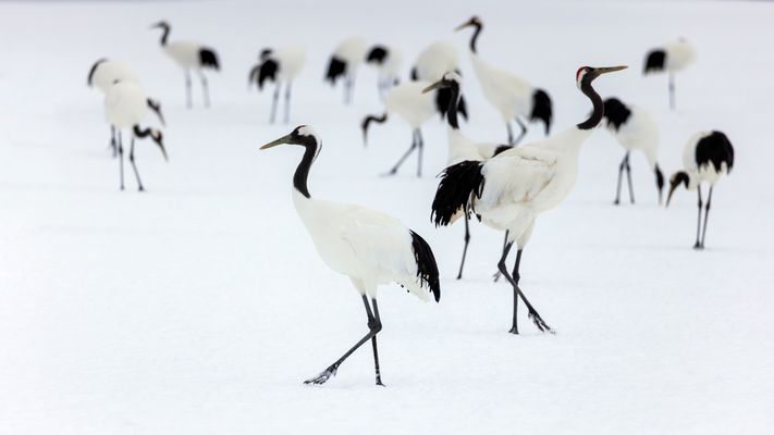 Bühnenbild mit Kranichen II