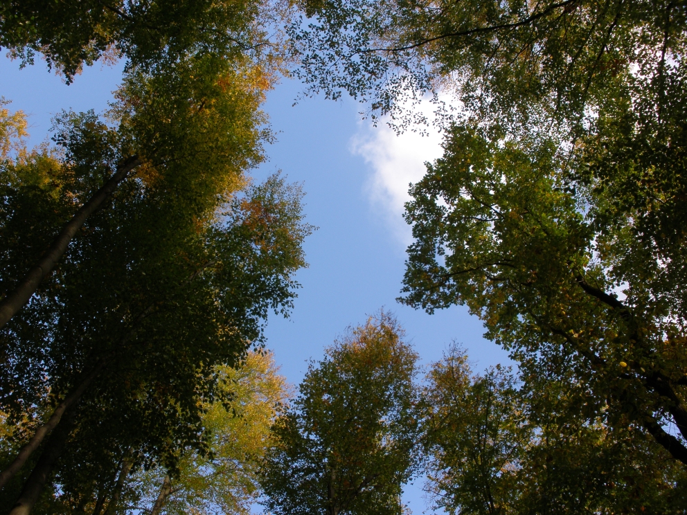 Bühren Forrest