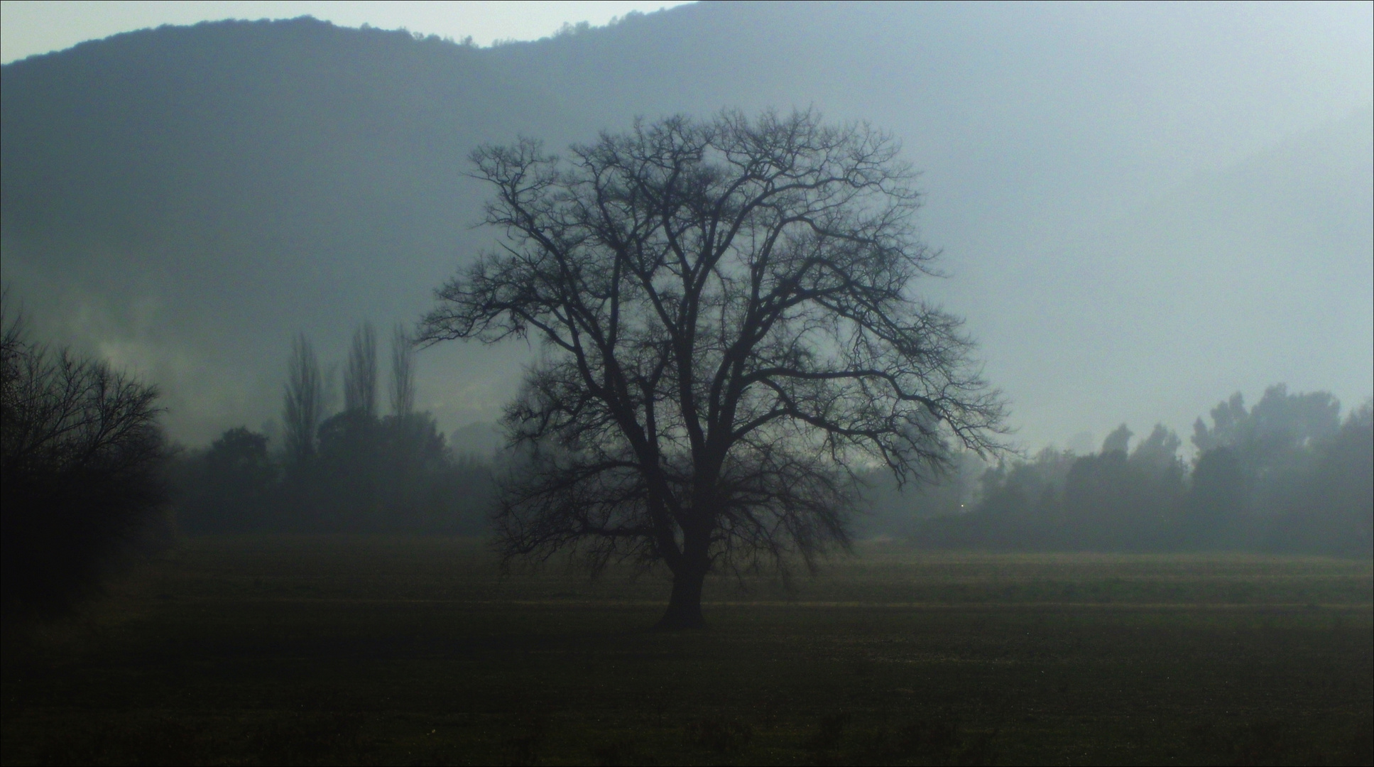 Buen árbol