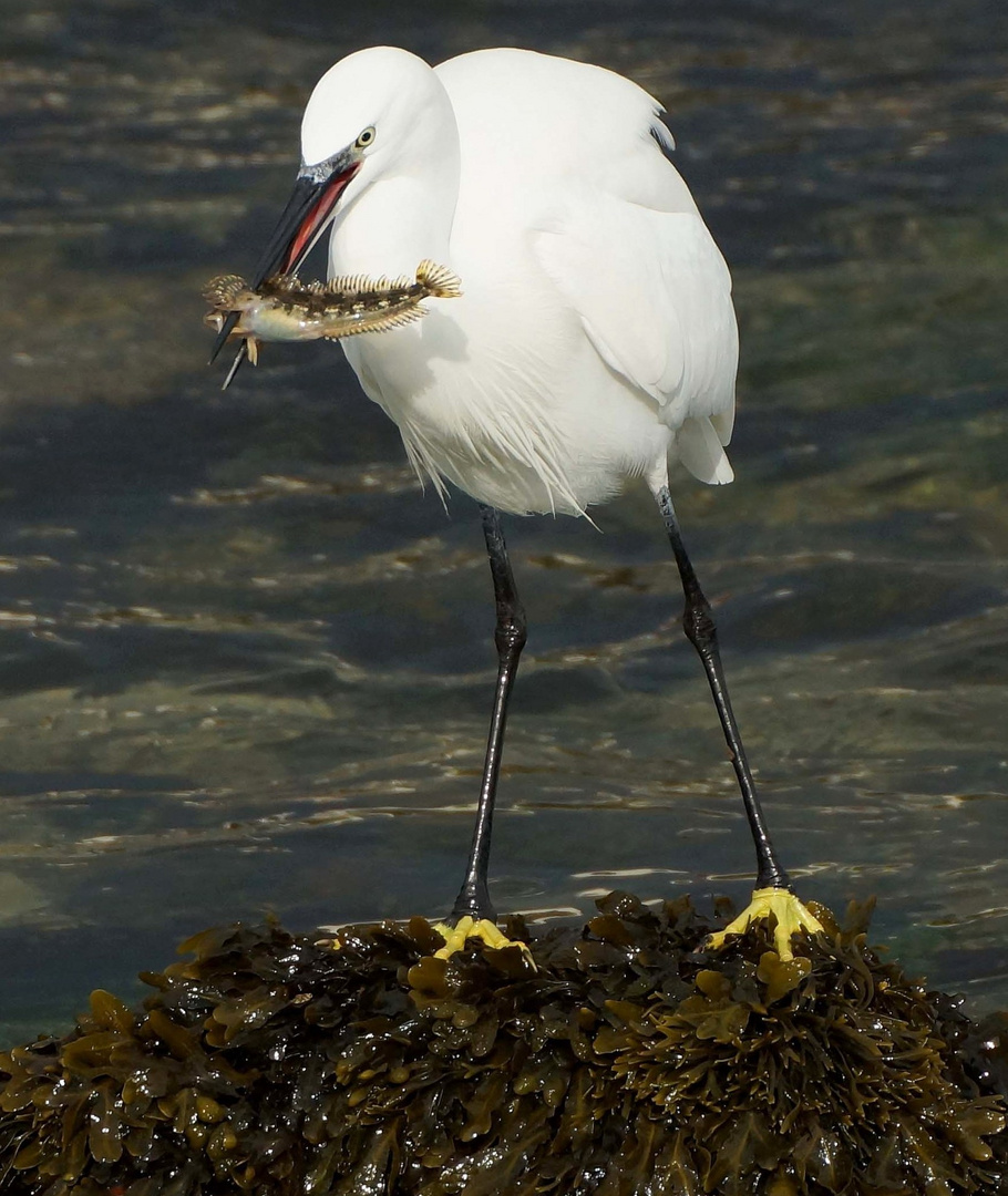 Buena pesca