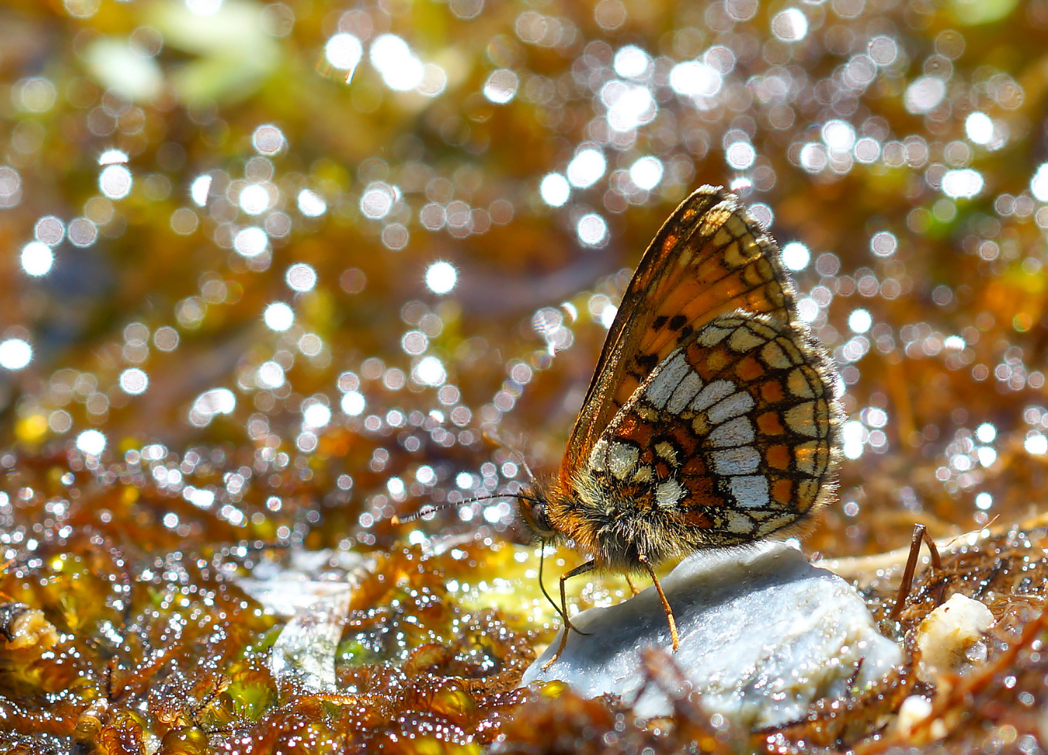 Bündner Scheckenfalter (Melitaea varia)