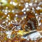 Bündner Scheckenfalter (Melitaea varia)