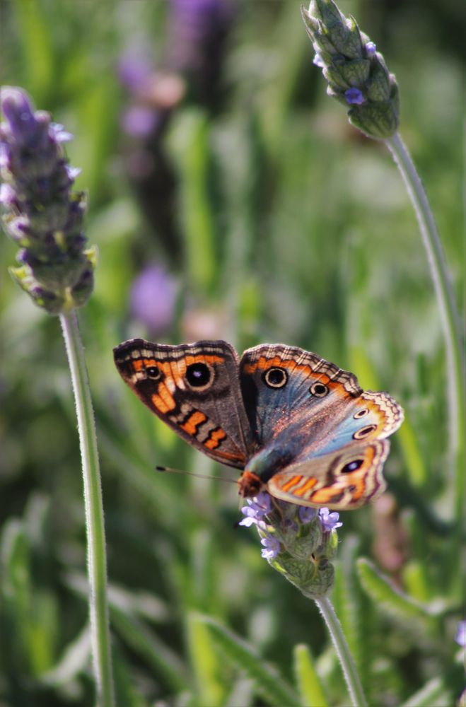 Buenos Aires butterfly