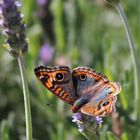 Buenos Aires butterfly