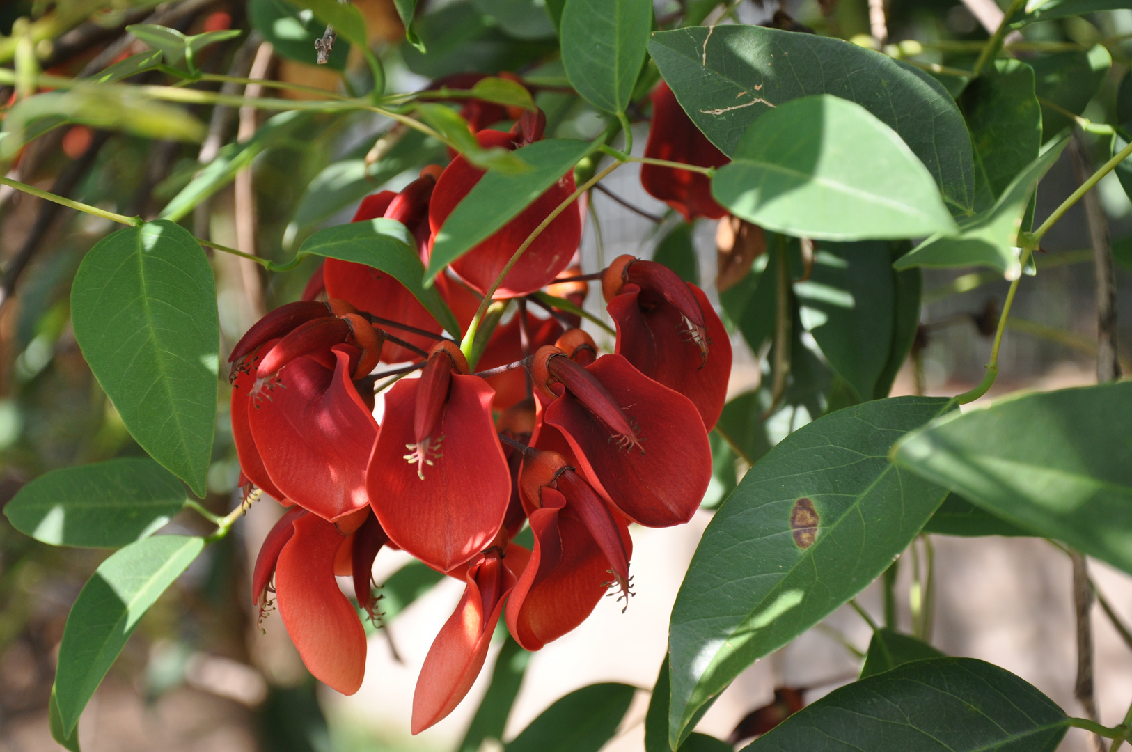 Buenos Aires - Erythrina crista-galli