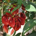 Buenos Aires - Erythrina crista-galli