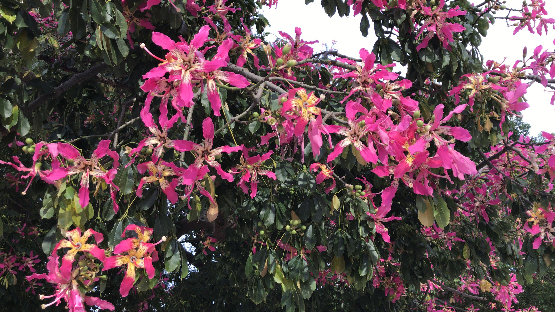 Buenos Aires  -  Im Park  - Florettseidenbaum 