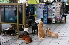 Buenos Aires Streetlife?