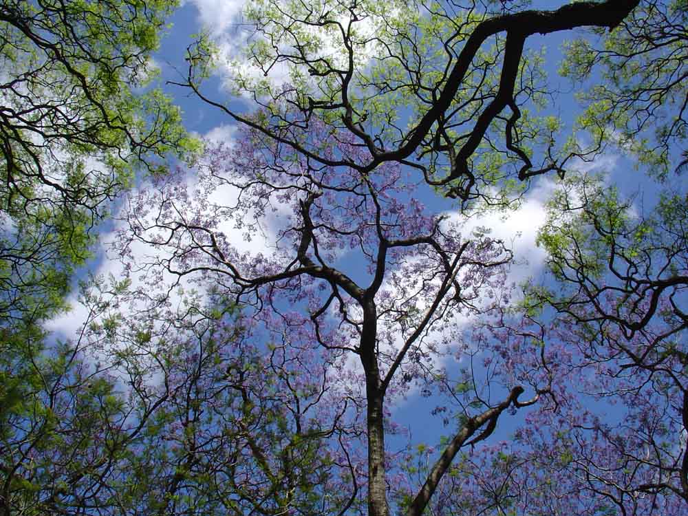 Buenos Aires Trees