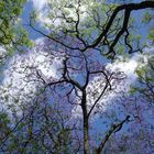 Buenos Aires Trees