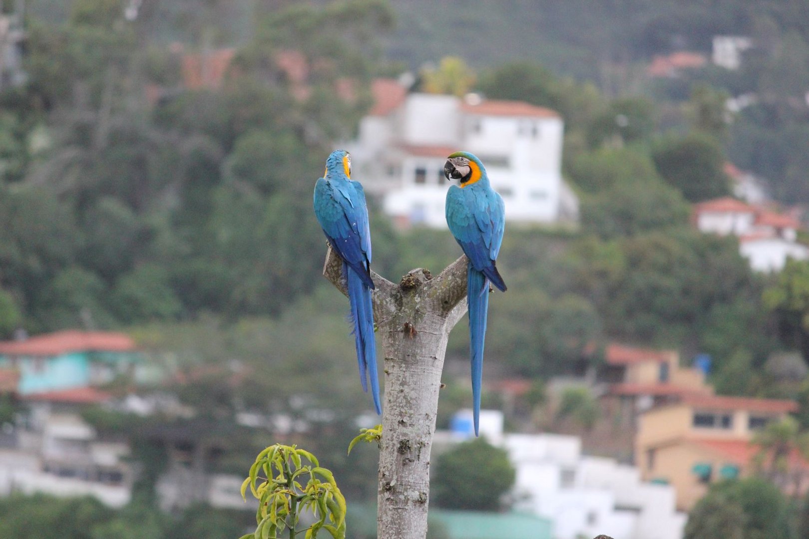 Buenos días!