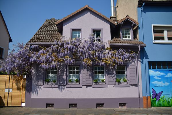 Bürgel-Langstraße-Japanischer Blauregen (Wisteria floribunda)