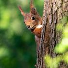 Bürgerpark Bremen - Eichhörnchen